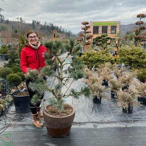 Borovica limbová Pinus cembra ´GLAUCA´ (-34°C) - výška 100-120cm, kont. C70L - BONSAJ